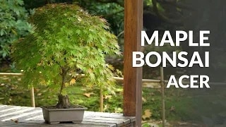 Maple Bonsai video