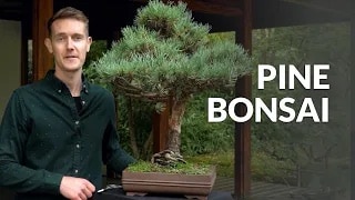 Pine Bonsai video