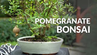 Pomegranate Bonsai video
