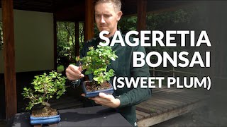 Sageretia Bonsai video