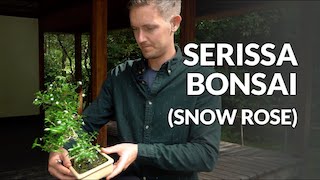 Serissa Bonsai video