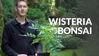 Wisteria Bonsai video