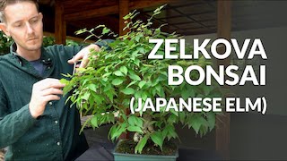 Zelkova Bonsai video