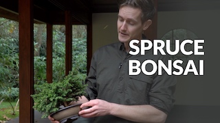 Spruce Bonsai video