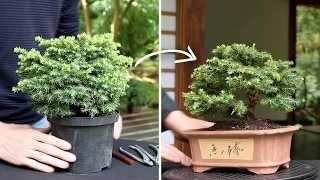 Make a Bonsai tree