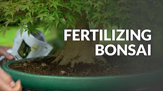 Care for Bonsai video, fertilizing
