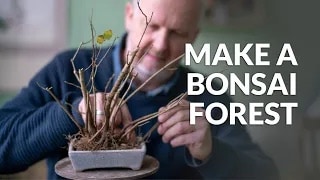 Make a forest Bonsai video