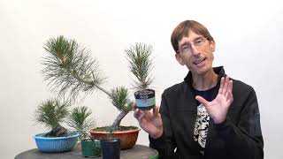 Grow Bonsai from seed video
