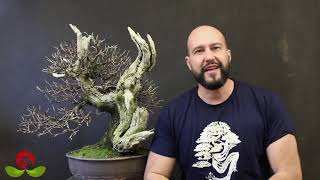 Pests and diseases for Bonsai video