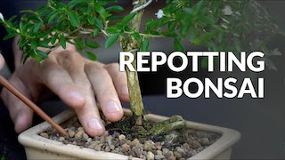 Repotting a Bonsai video