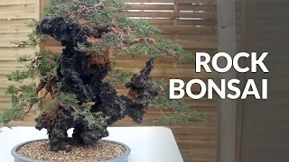 Rock Bonsai video