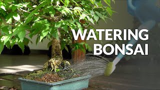 Watering Bonsai video